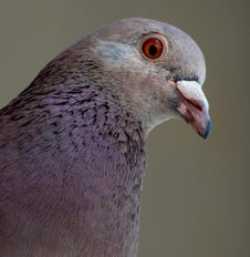 Pigeon identifié lors d'une intervention de piégeage 3D2P COMPANY