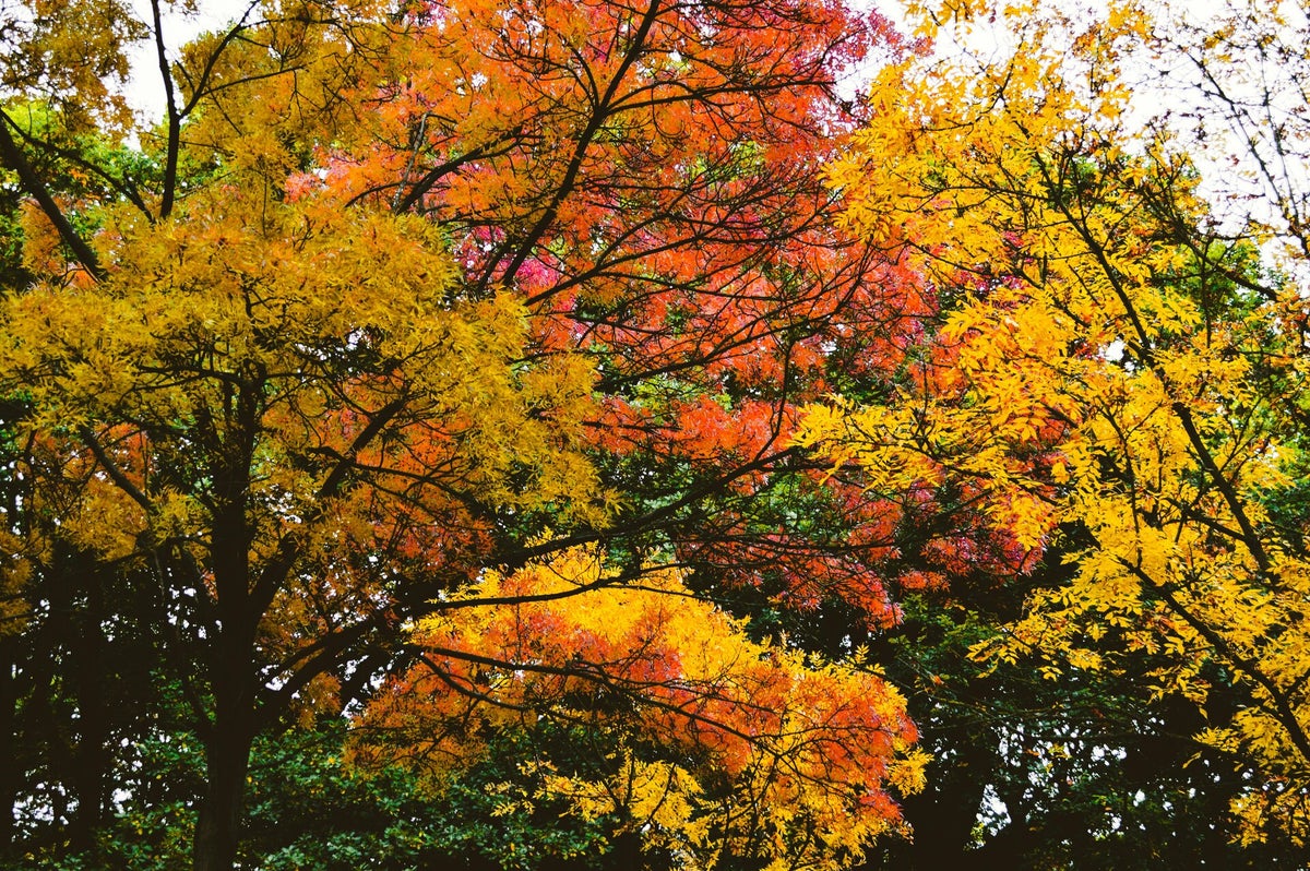 Paysage d'automne