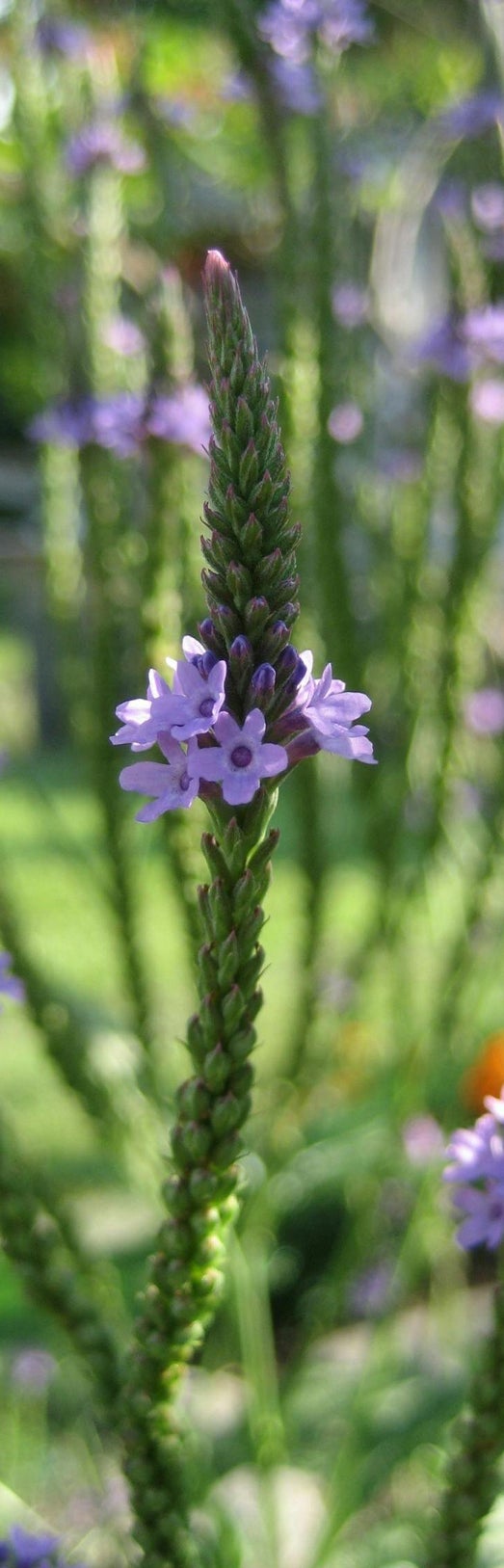 vervain fiore di bach per le personalità sempre pronte alle crociate per le loro idee e pensieri