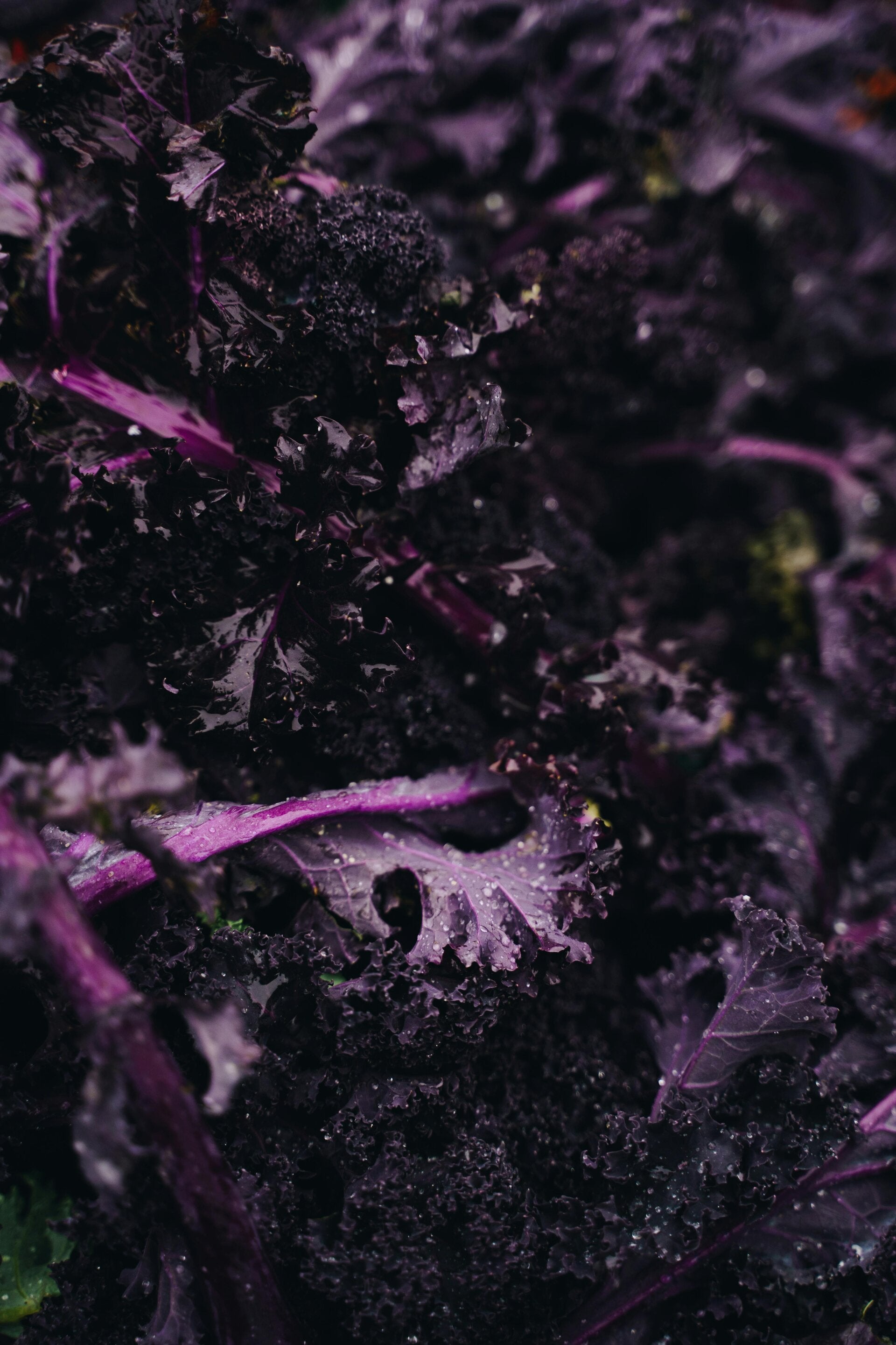 gardening east auckland growing kale