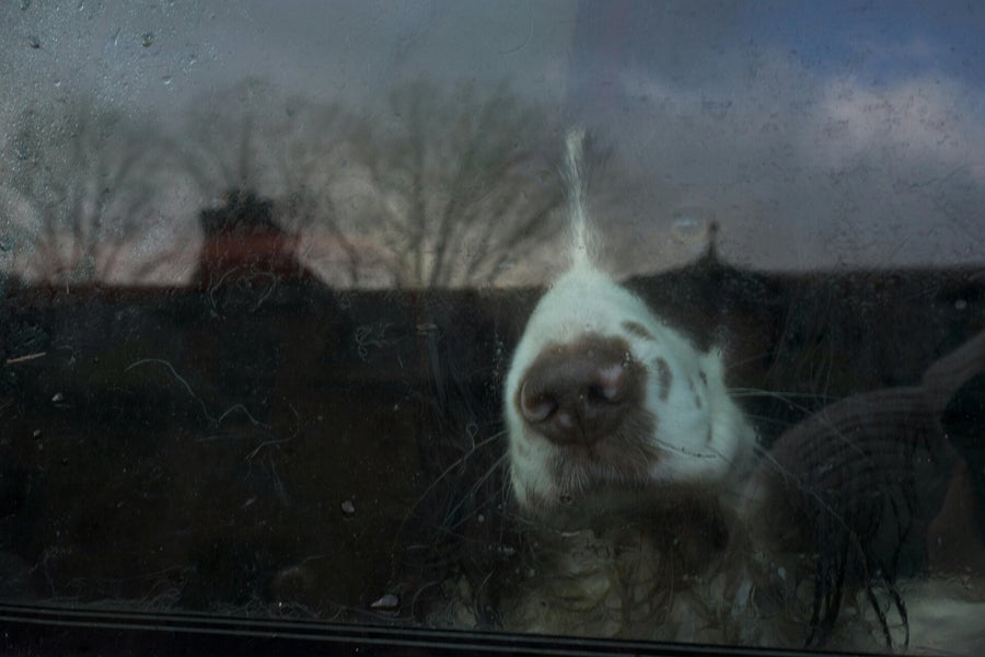 Que faire si vous voyez un chien enfermé dans une voiture en été ? Les bons réflexes qui sauvent