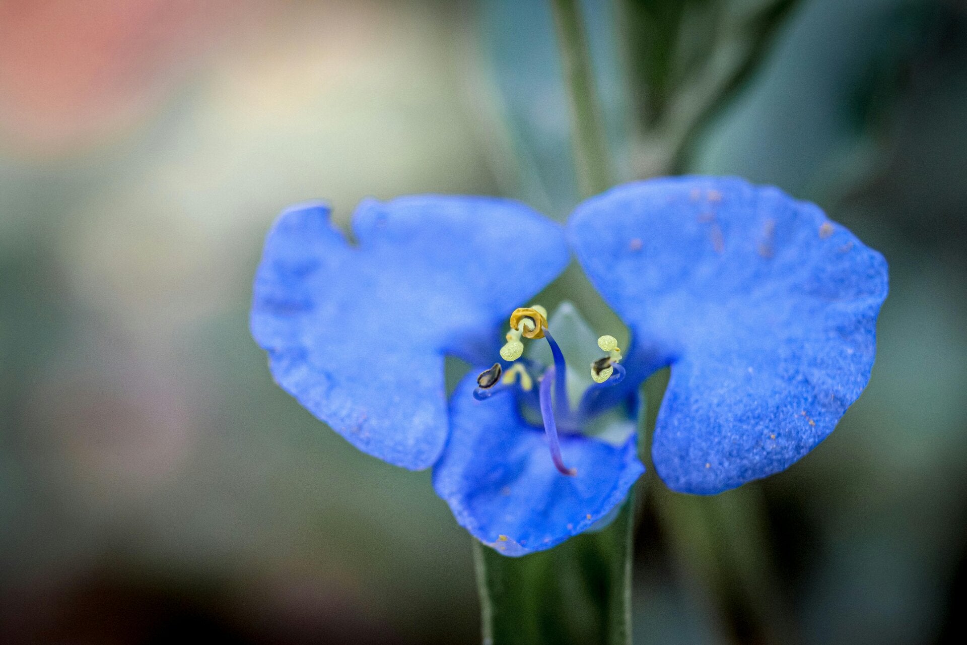 erbe amare per la depurazione ed il drenaggio di fegato ed intestino