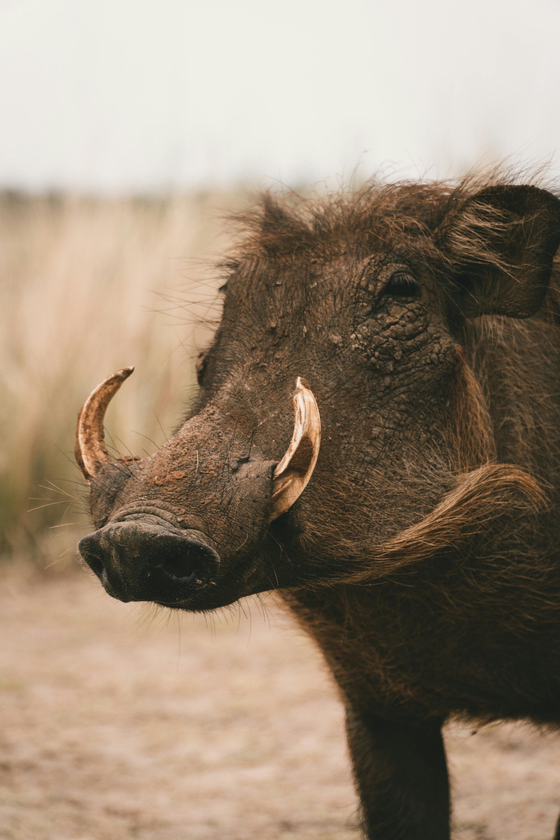 Safari Botswana