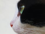 Katten eten en spelen