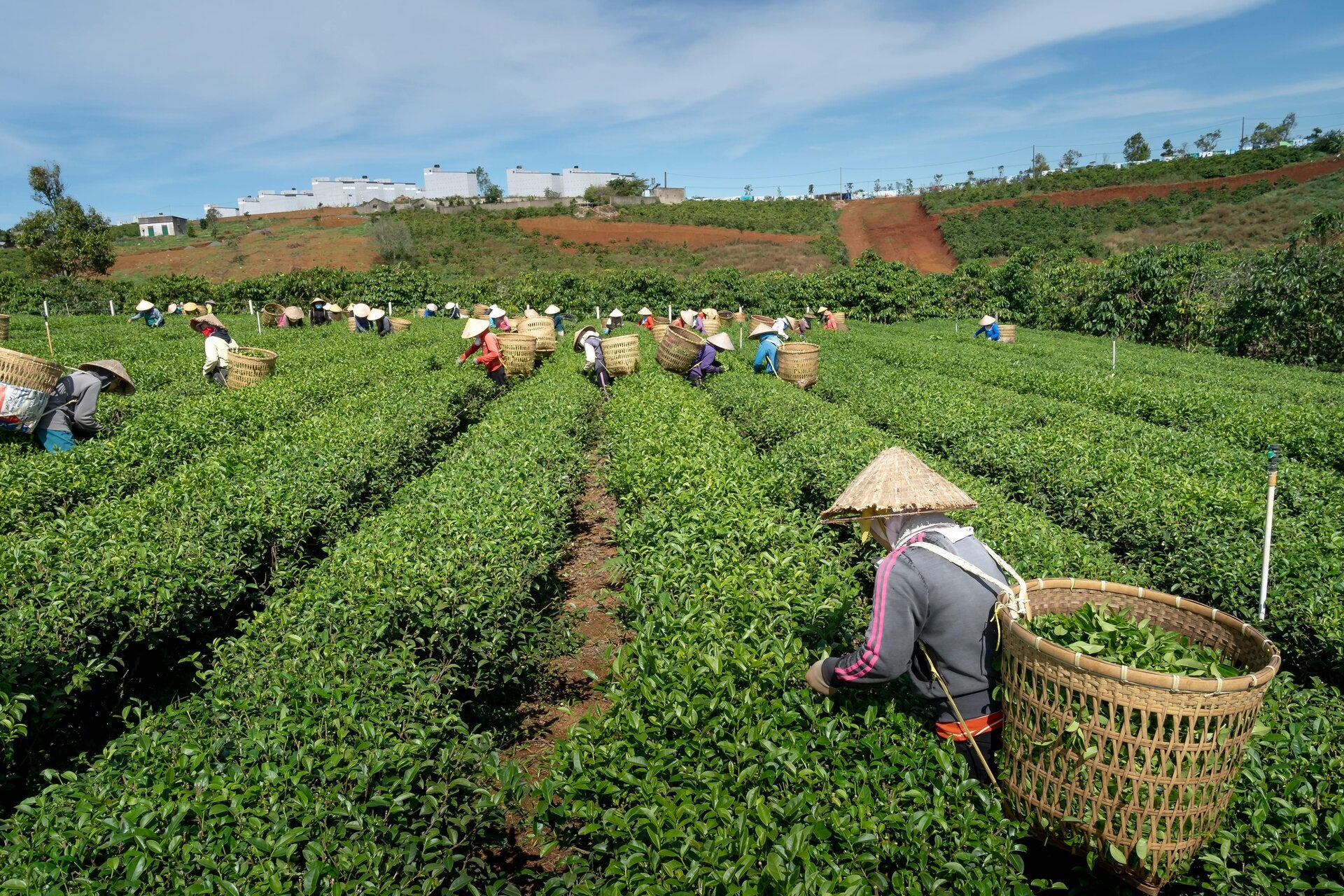 loose leaf tea UK artisan tea blends premium whole leaf tea