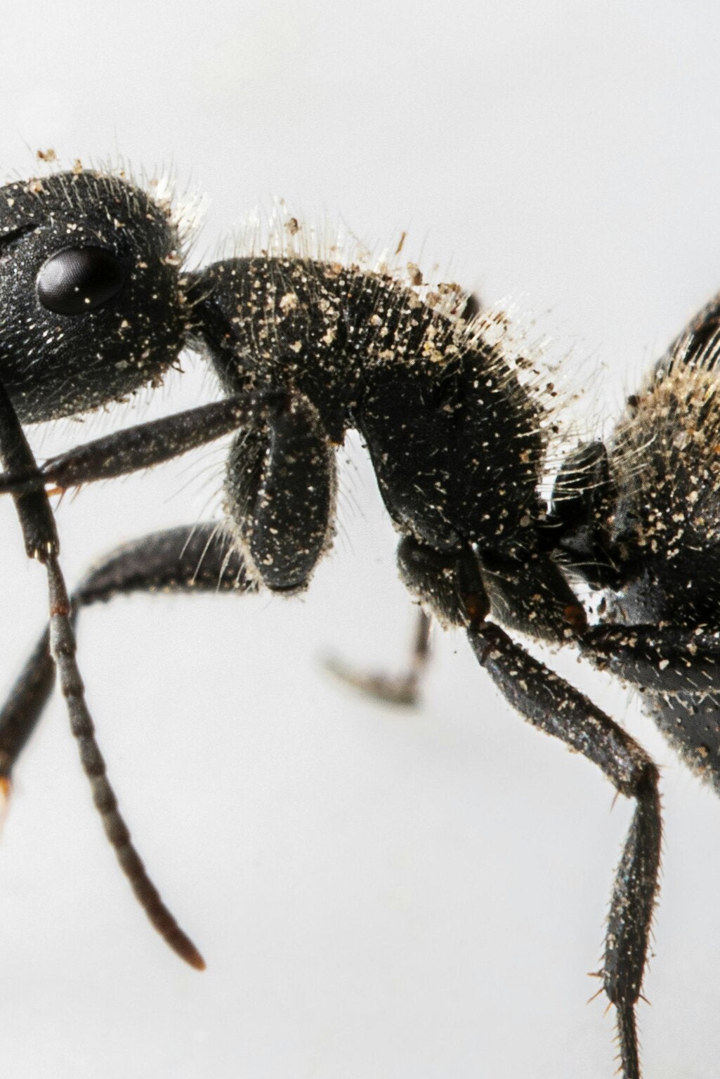 North Shore residential property where ant activity may require inspection and targeted treatment