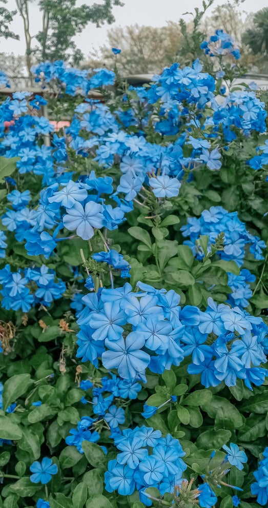 Cerato il fiore di Bach per trovare fiducia e coraggio in se stessi
