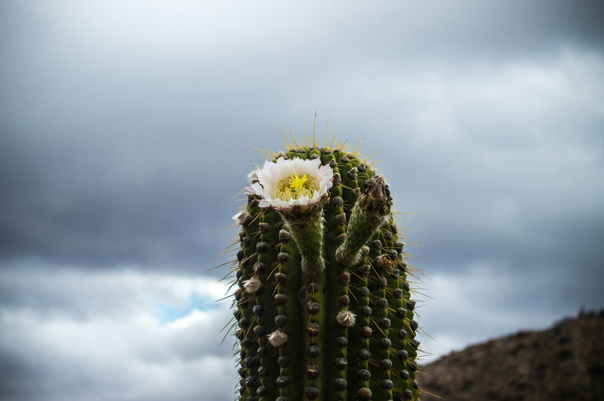 Fleur blanche de cactus saguaro en floraison dans le désert de Sonora au Saguaro National Park