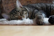 kattenmanden
