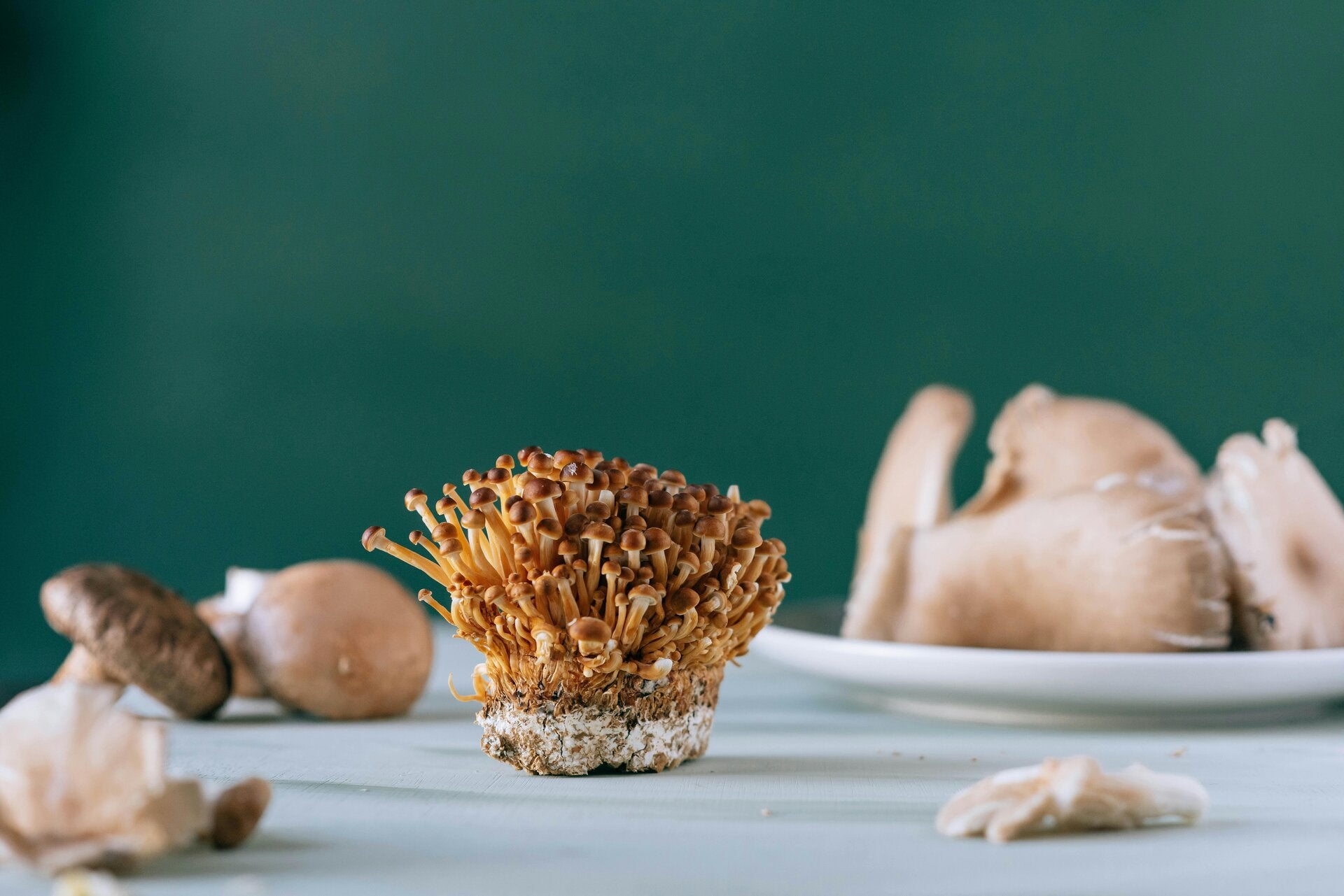 un champignon cordyceps posé sur une table entouré d'autres champignons