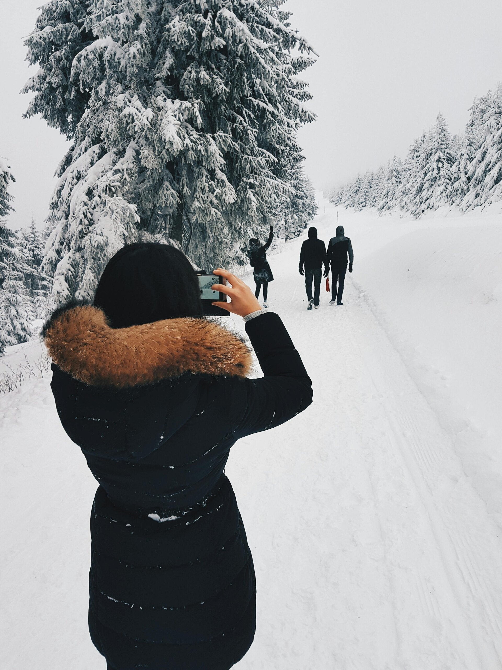 Excursiones por bosques nevados