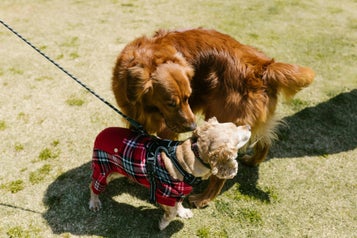 Große Hunde - Kleine Hunde