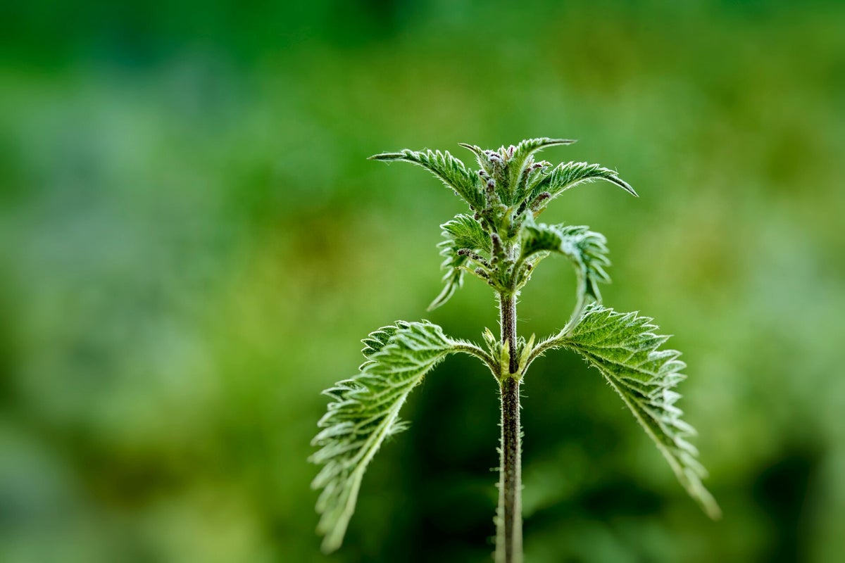 🌿Nigon Wyrta Galdor * De Negenkruidenspreuk: Mystiek, Geschiedenis en ...