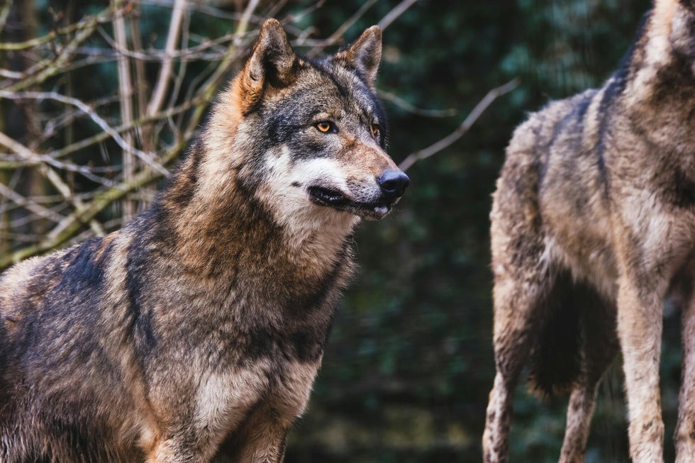 Is de Wolf gevaarlijk voor de mens