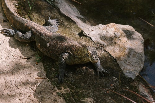 Dragon de Komodo