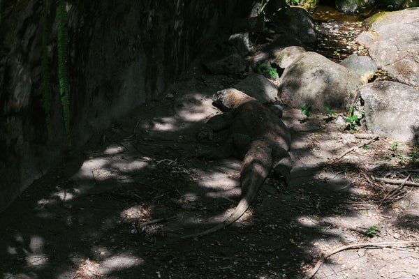 Dragon de Komodo au repos