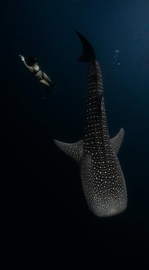 Requin-baleine nageant près de la surface