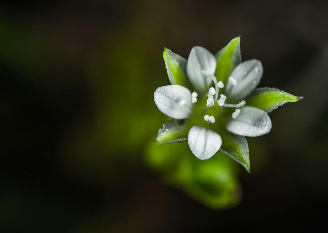 scleranthus fiore di bach per l'eterna incertezza ed indecisione