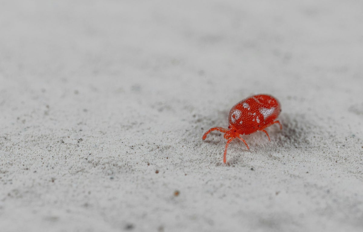 Termite Proshield ProShield Termite & Pest Contol