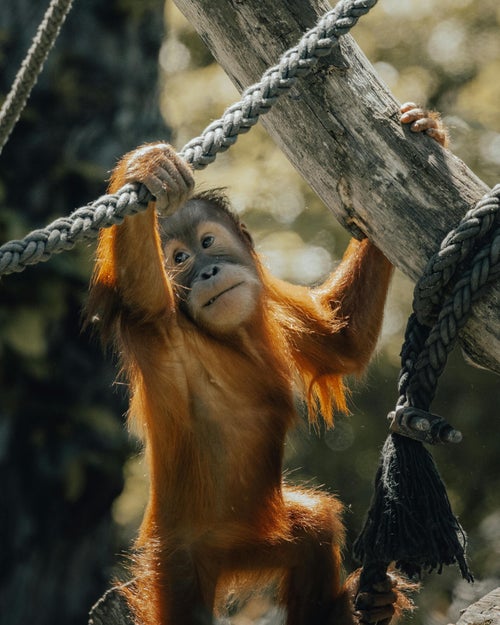 Jeune orang-outan