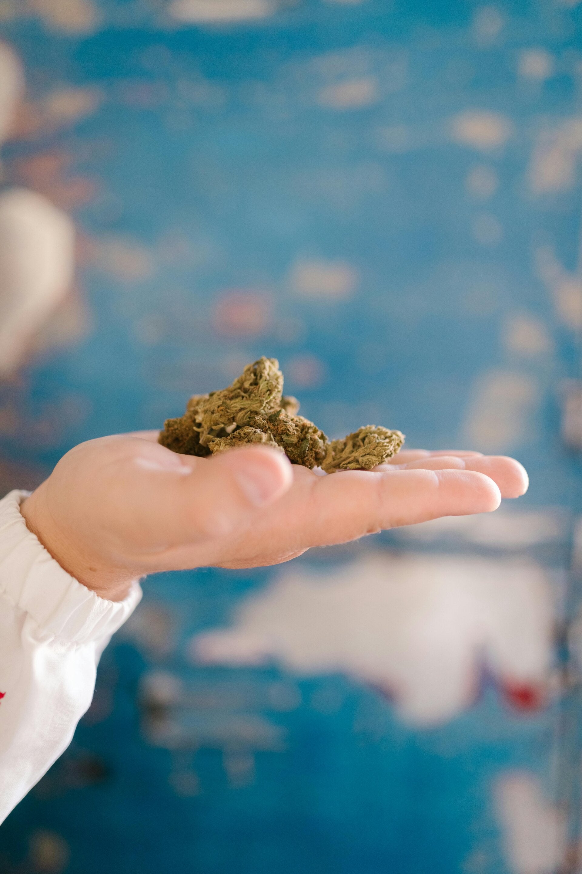 A hand palm up holding nuggets of CBD flower