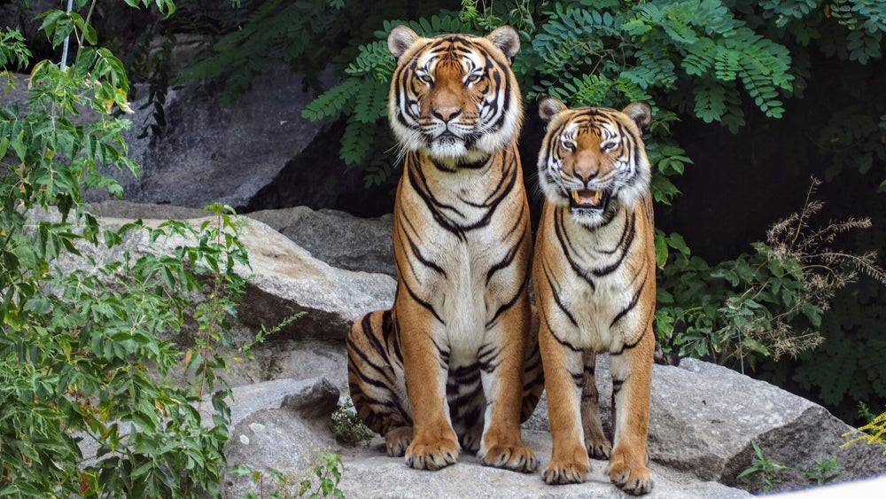 Die Schwangerschaft bei Tigern