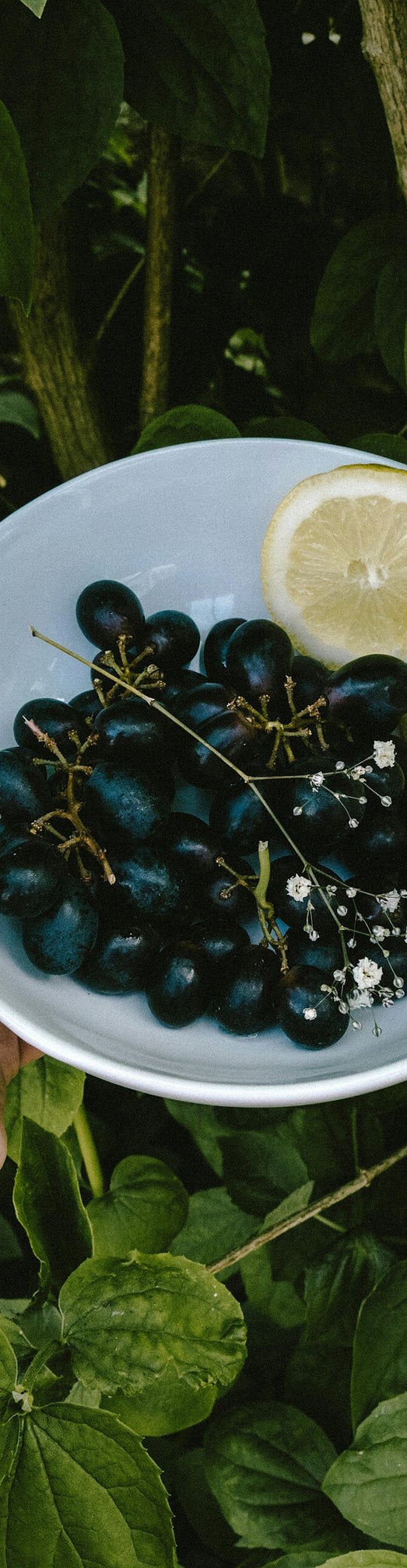 ribes nigrum gemmoderivato: il cortisone della natura