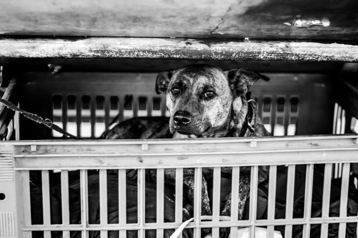 Rumanien Rettet Leben Ein Einblick In Die Beeindruckende Arbeit Von Pro Dog Romaniafeed