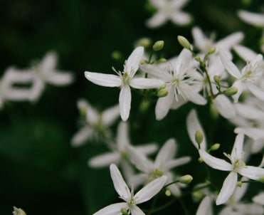 Clematis Bachbloesem bij Botanisch in Balans