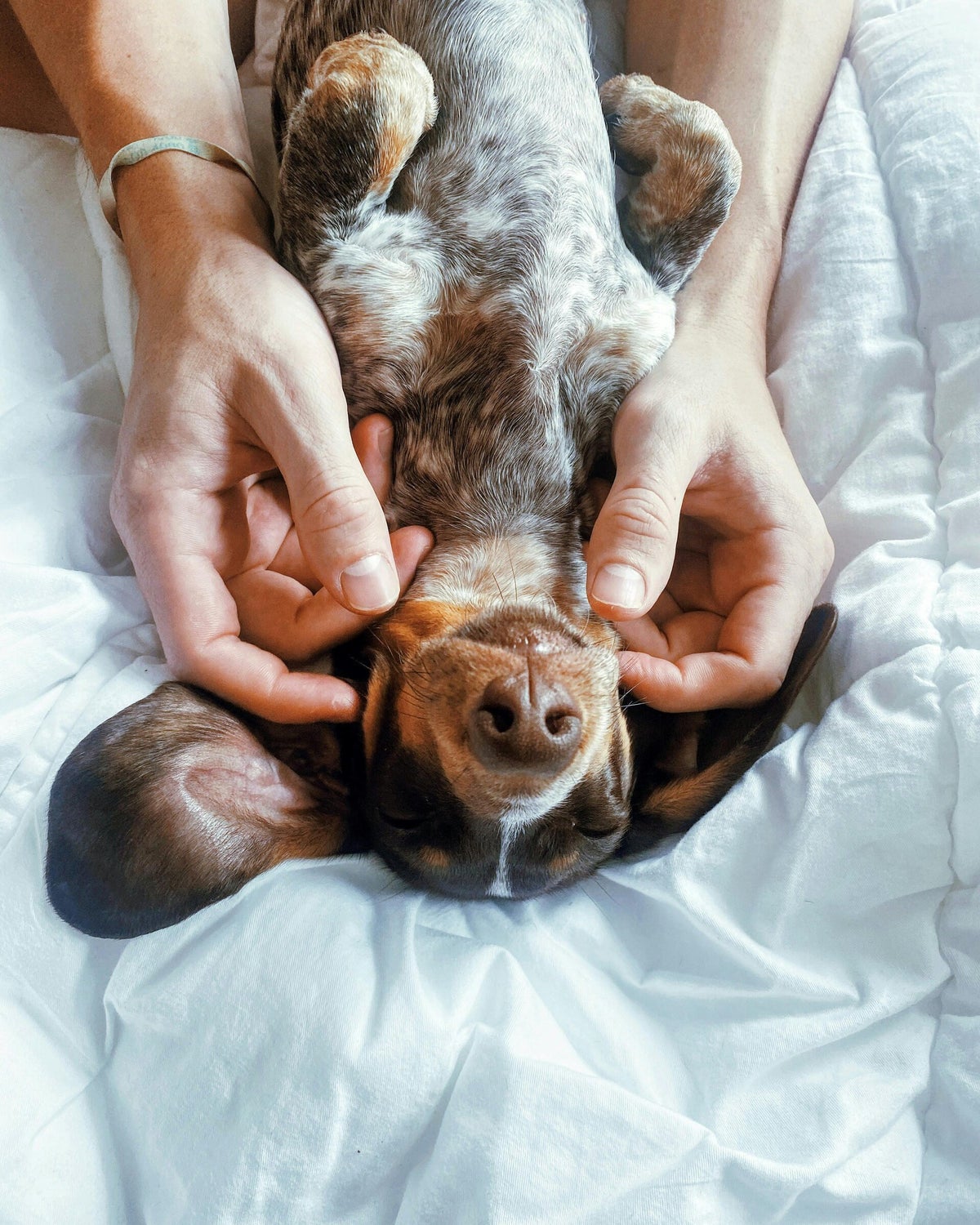 Pawsitive Canine
