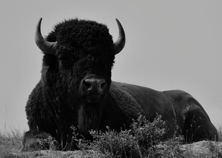 Un touriste encorné par un bison à Yellowstone : le rappel brutal que la nature n’est pas un décor