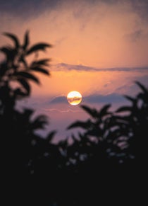 Soleil bas dans un ciel rose, nuages fins, feuilles en silhouette au premier plan.