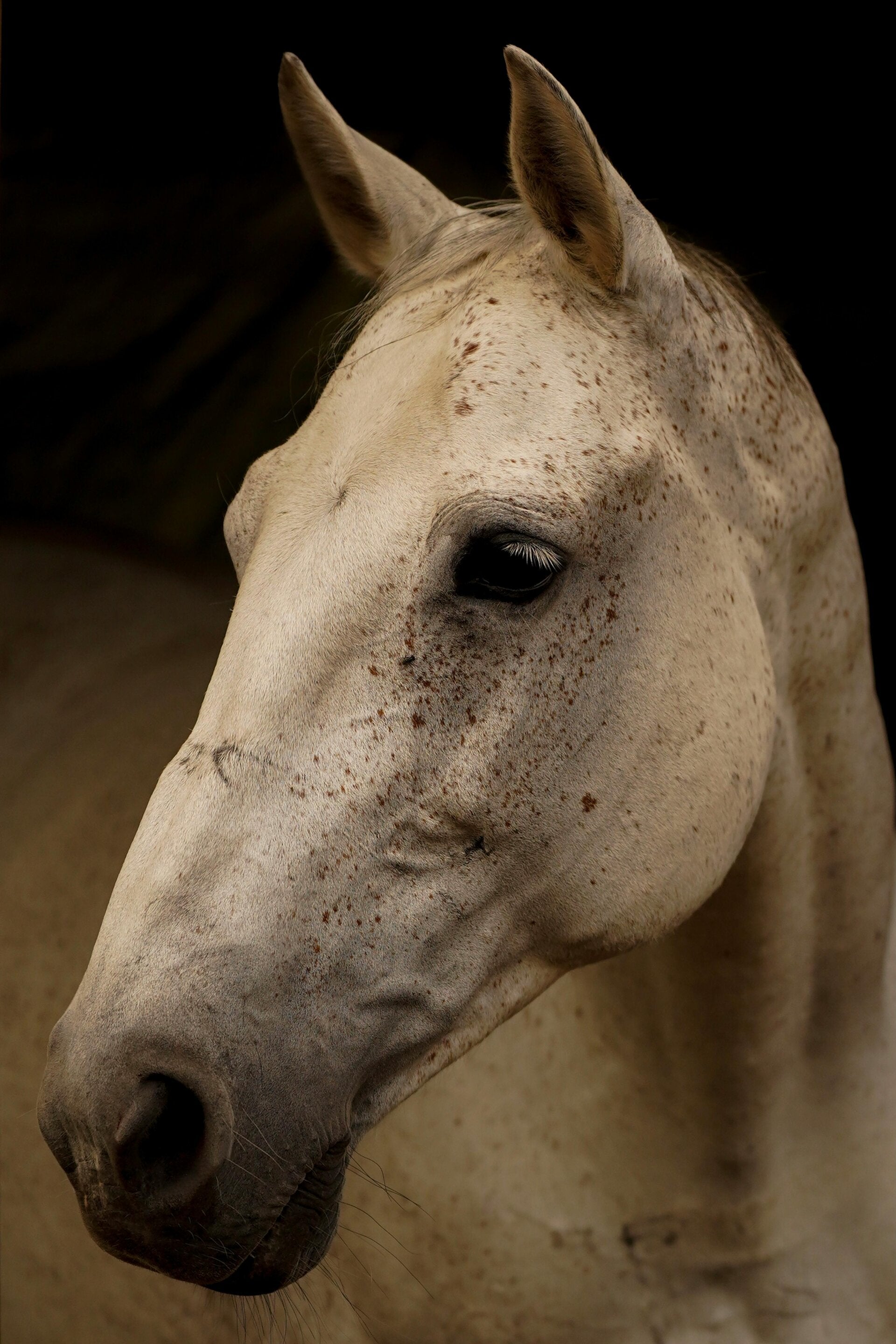 Ook jouw liefste paard verdient een Sinterklaasverrassing! Heeft jouw eigen Ozosnel dit jaar goed zijn best gedaan? Verwen hem dan met iets speciaals! Wij hebben de leukste cadeautjes voor jouw trouwe vriend op een rijtje gezet. 