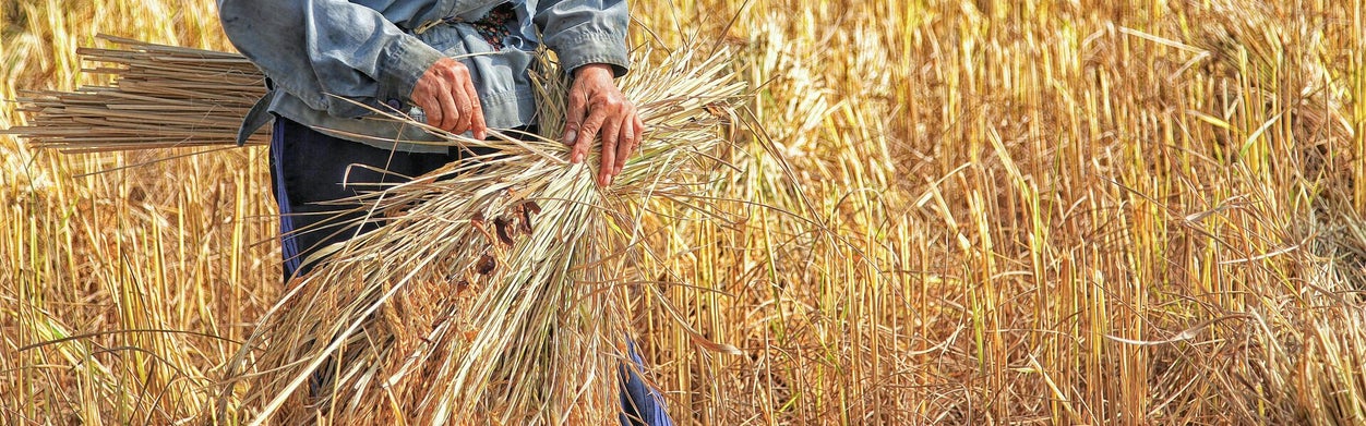 Agricultural workforce