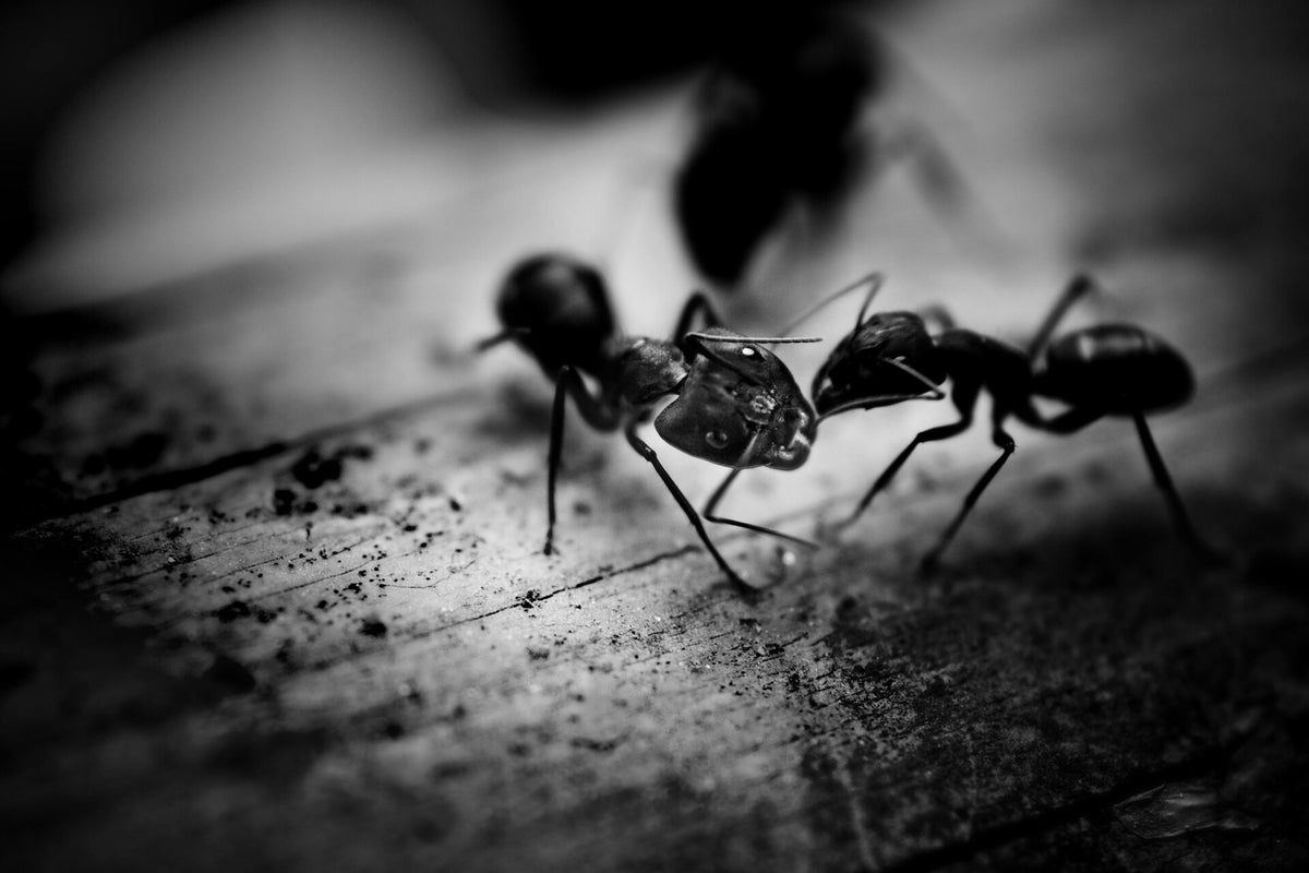 Logo ESC Pest Control
