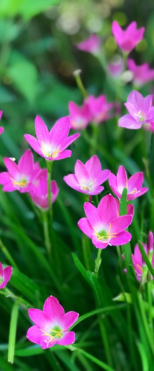 Centaury ill fiore di Bach dell'assertività