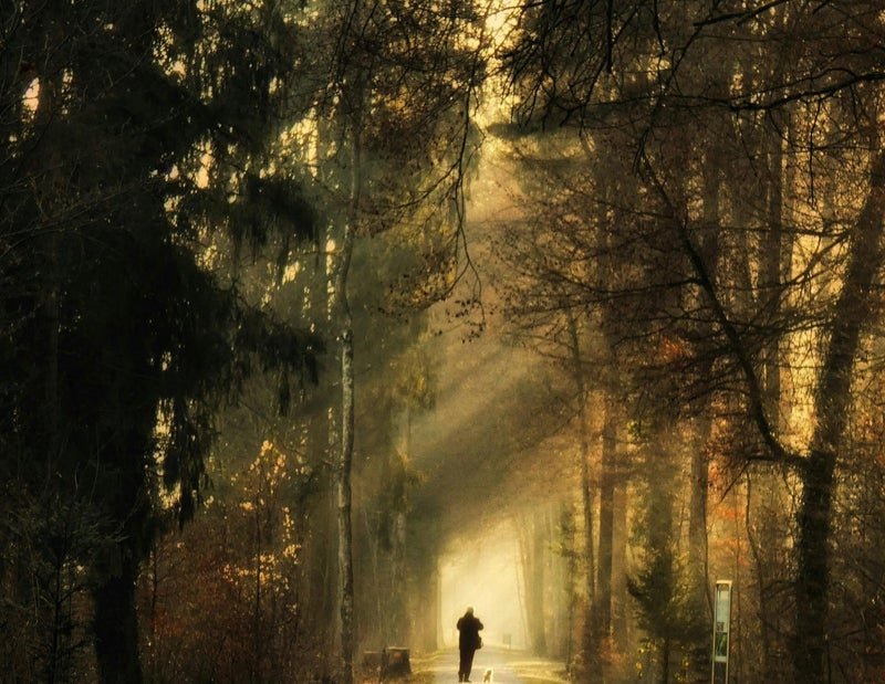 Sunlight shining through a wooded path