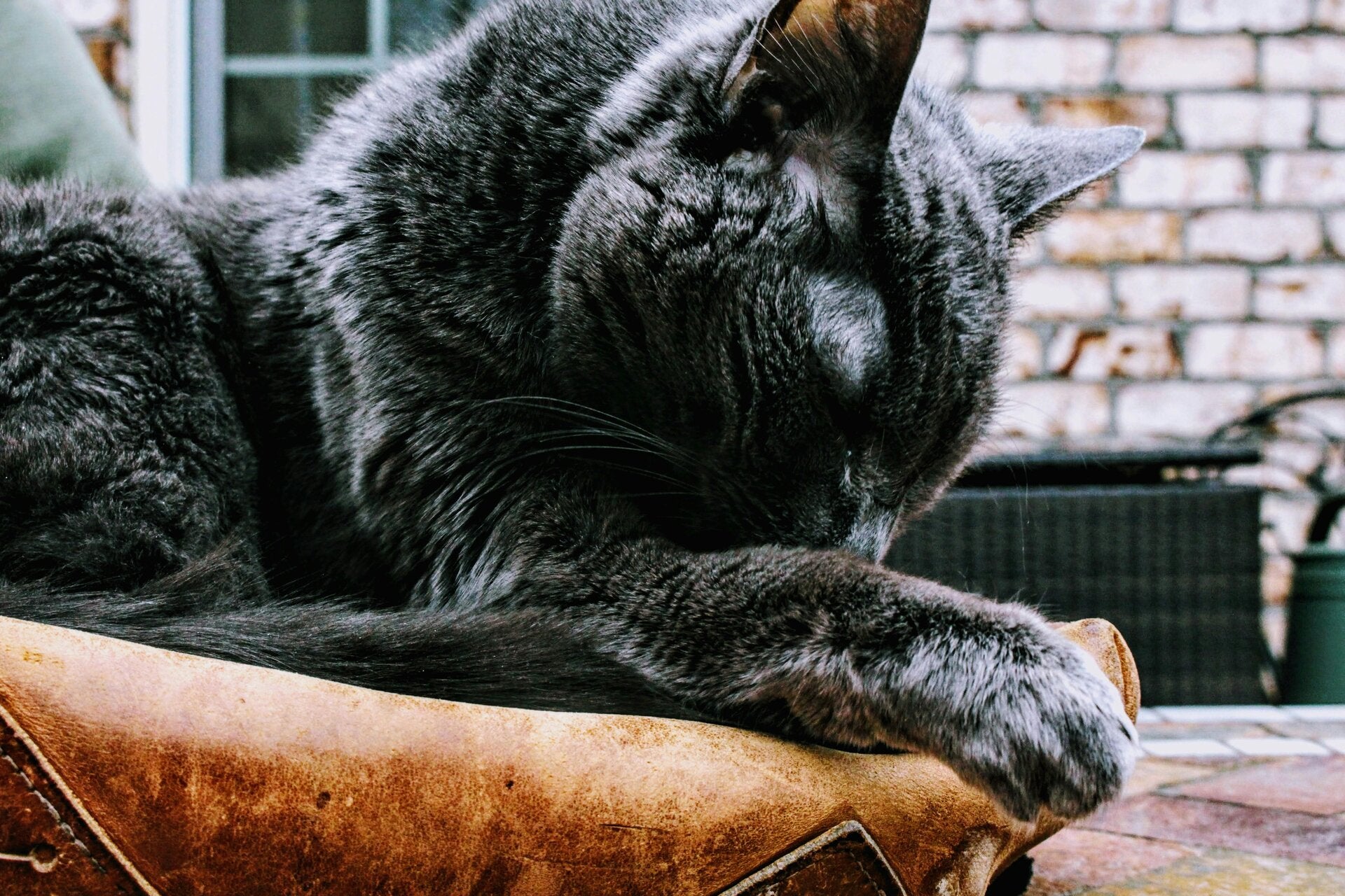 kussen en manden voor katten
