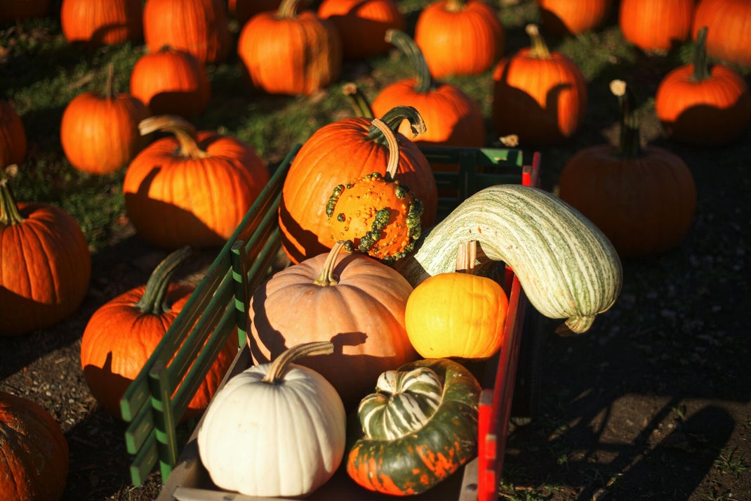 la zucca ma non solo in cucina