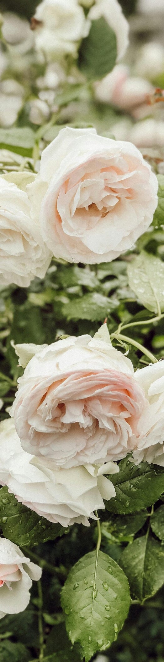 la rosa nei trattamenti di bellezza.