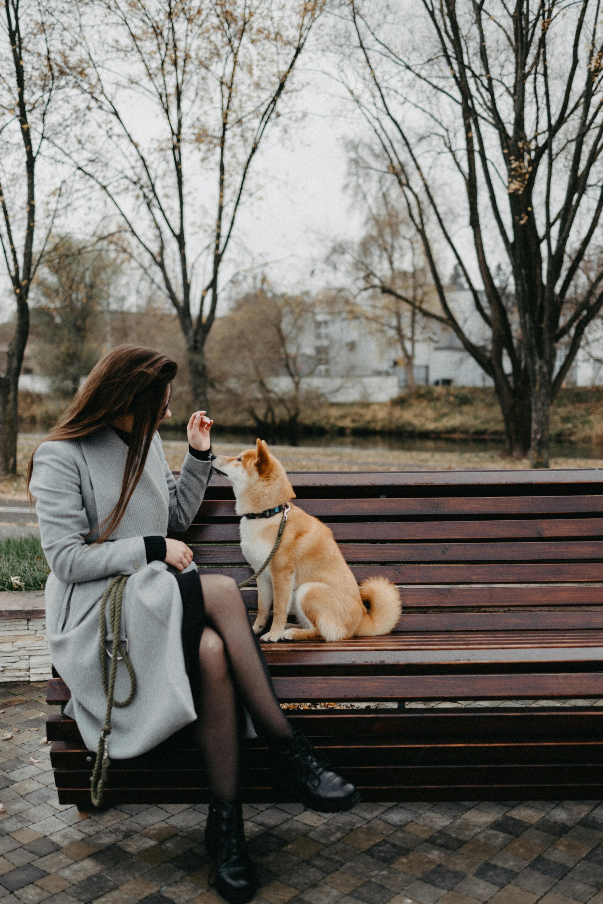 Hond op bankje senior hond