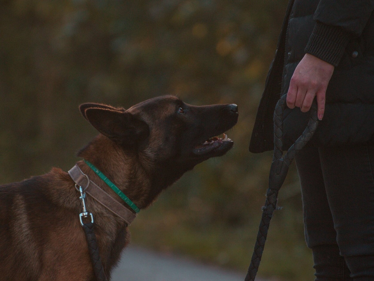 Julien qui apprend à connaître un chien pour l’étude de comportement