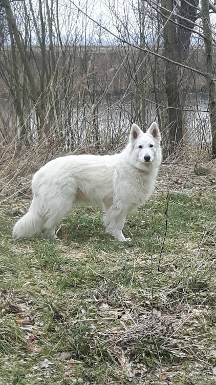 Donja  2018