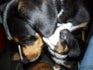 Laikaspuppys