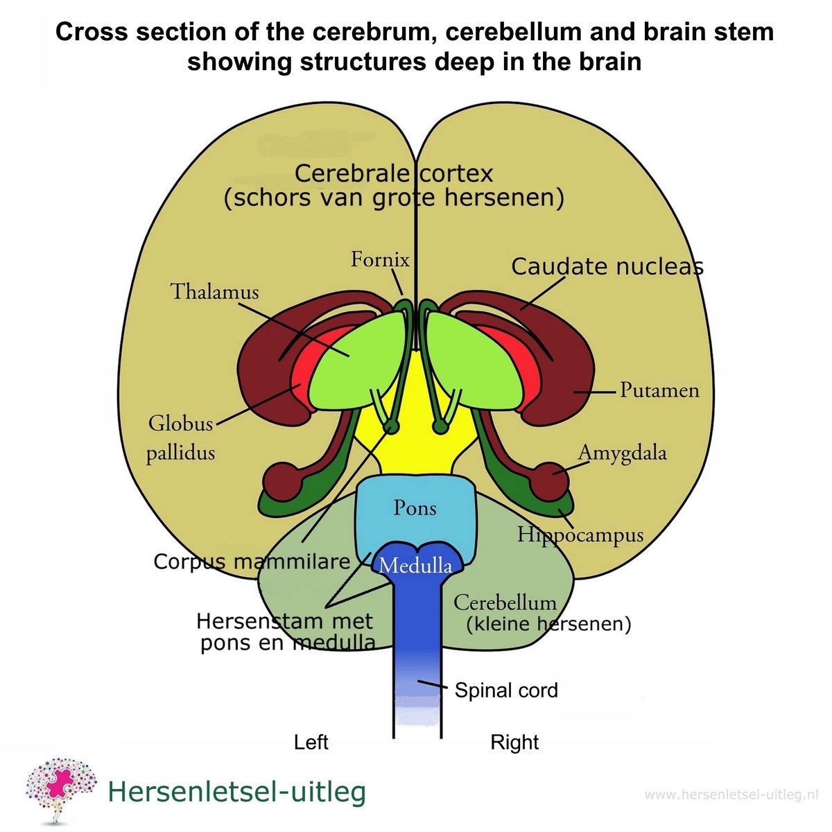 Fornix