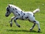 Infopaardenenpony