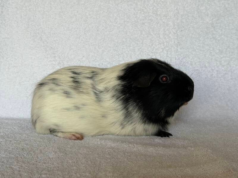 choupet-standard.jpg