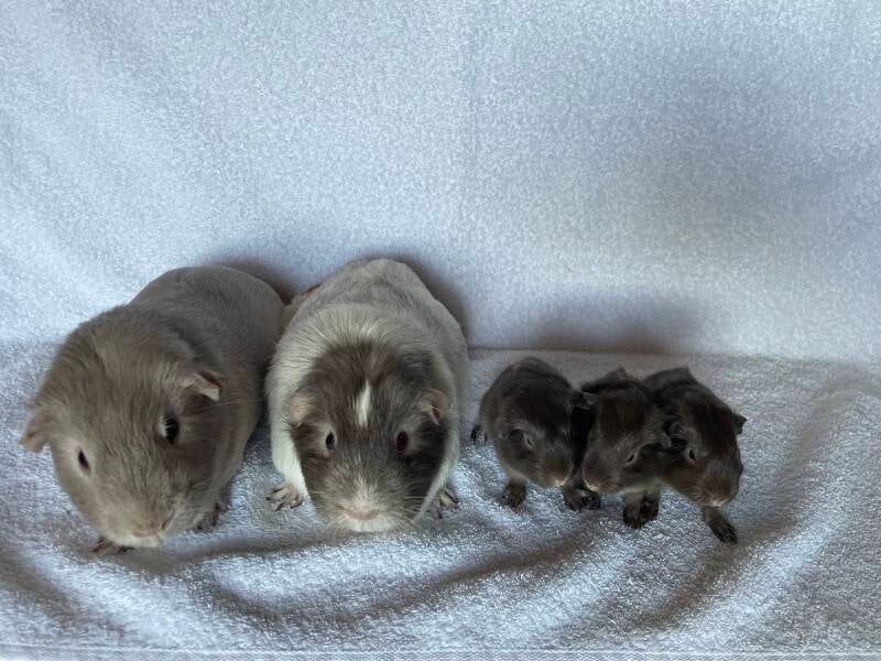 familie-standard-9z8ya8.jpg