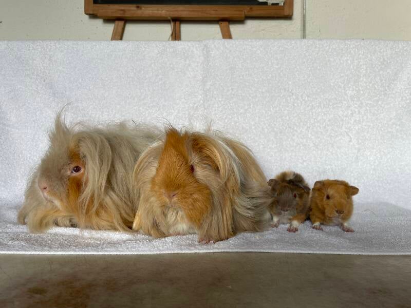 familie-standard-d59i6o.jpg