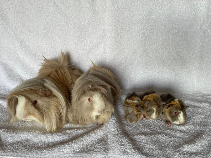familie-standard-gu1fen.jpg